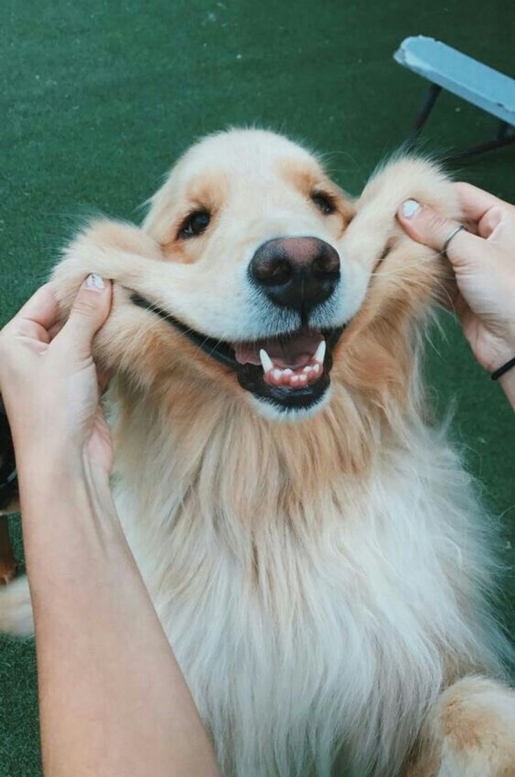 Social 😁🐶❤️ 