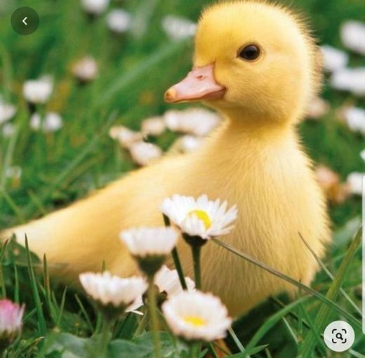 Quack quack 🦆💛