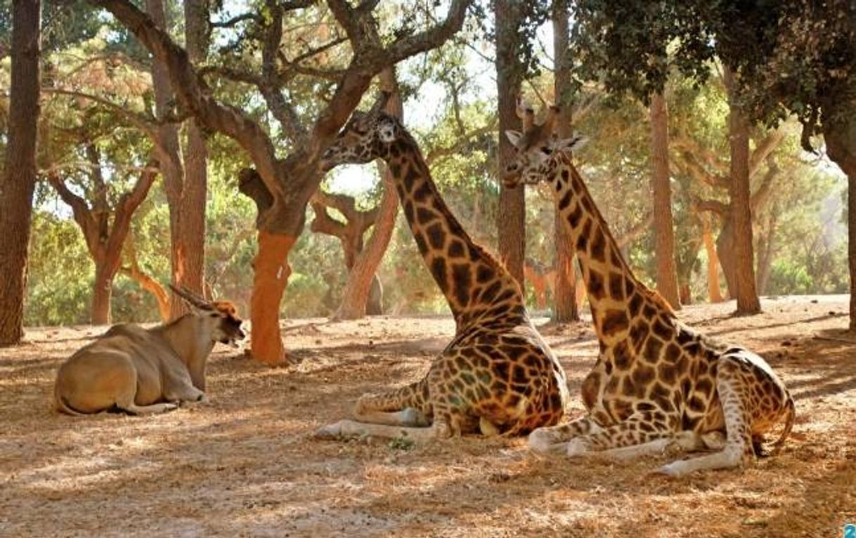 Lugares Badoca Safari Park