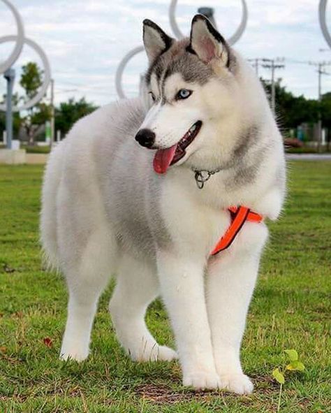 Moda Husky Siberiano