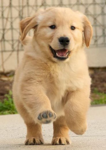 Golden retriever bebé