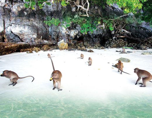 Monkey Beach