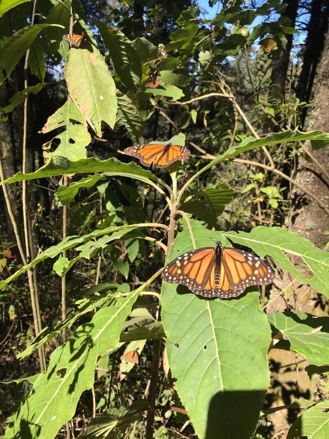 Place Santuario de la Mariposa Sierra Chincua