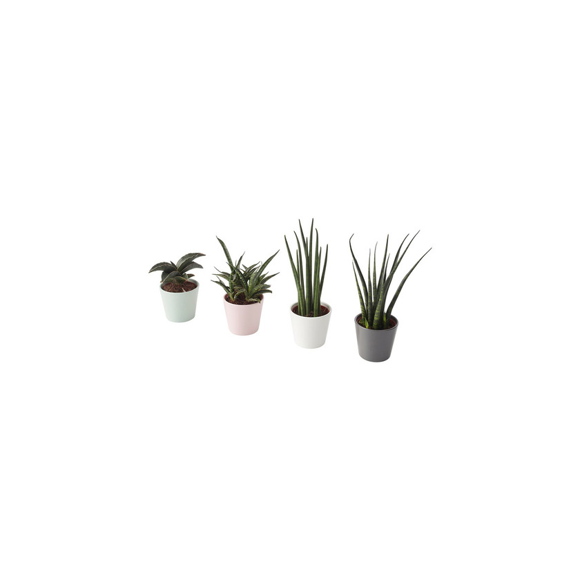 Product SANSEVIERIA IKEA