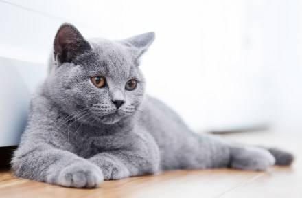 Fashion British Shorthair 🇮🇹 