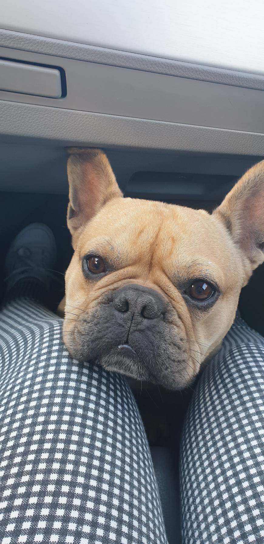 Fashion Bulldog Francês 🐾