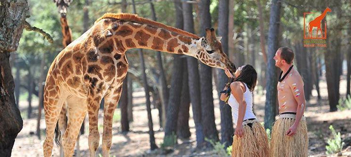 Lugar Badoca Safari Park