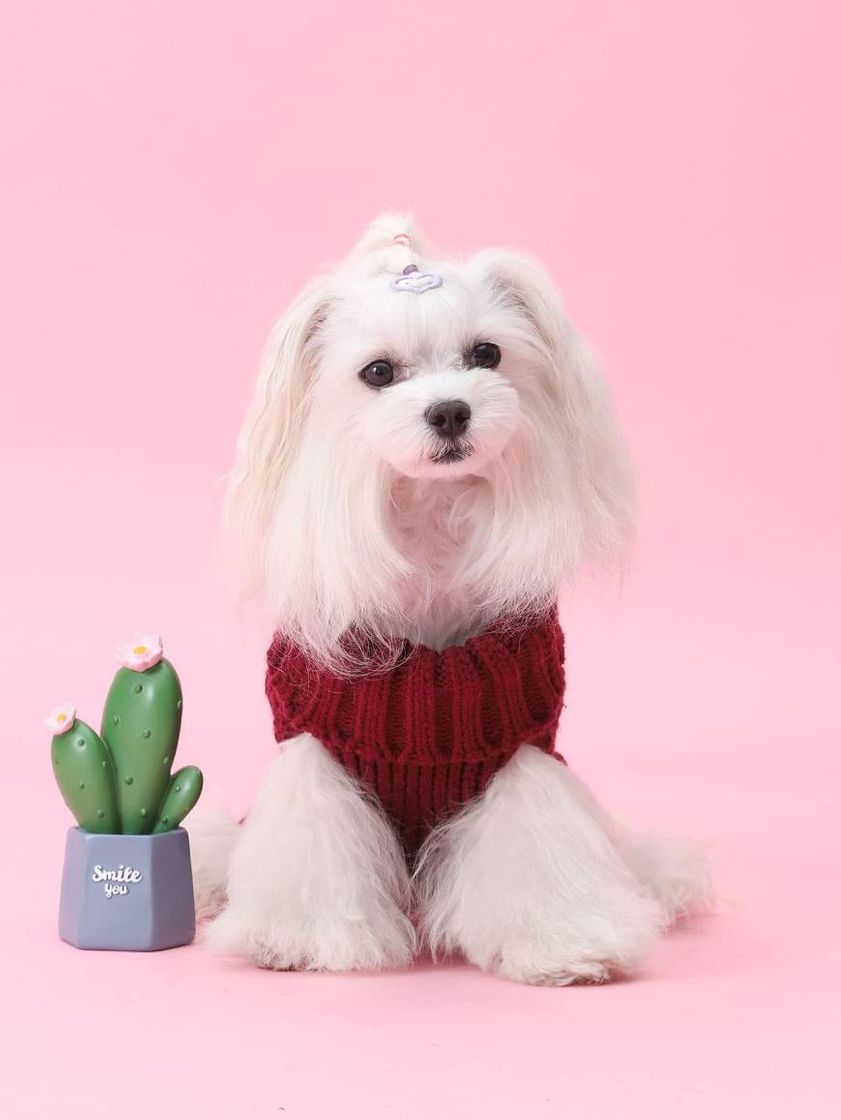 Moda Roupas para pets