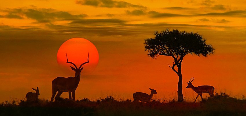 Lugar Parque nacional Kruger