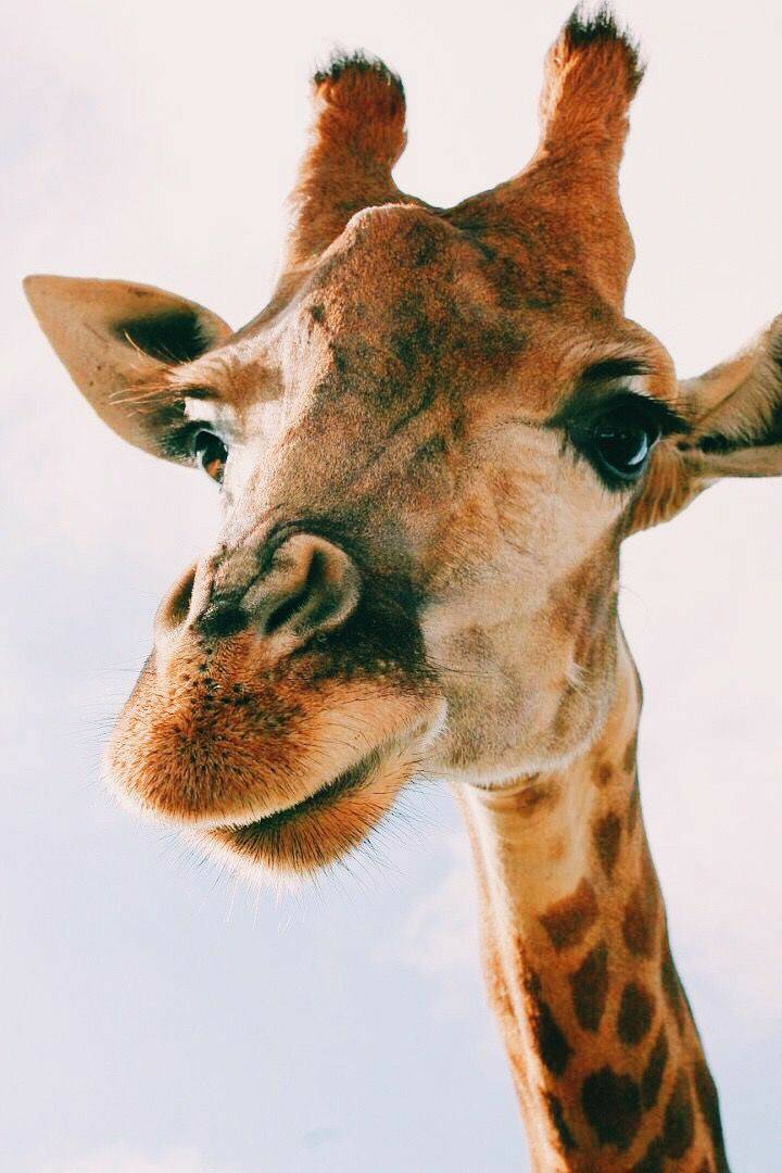 Social 🦒