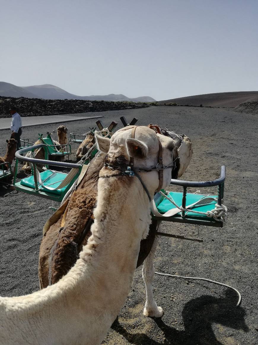 Lugar Vereda de los Camellos desde Uga a Yaiza