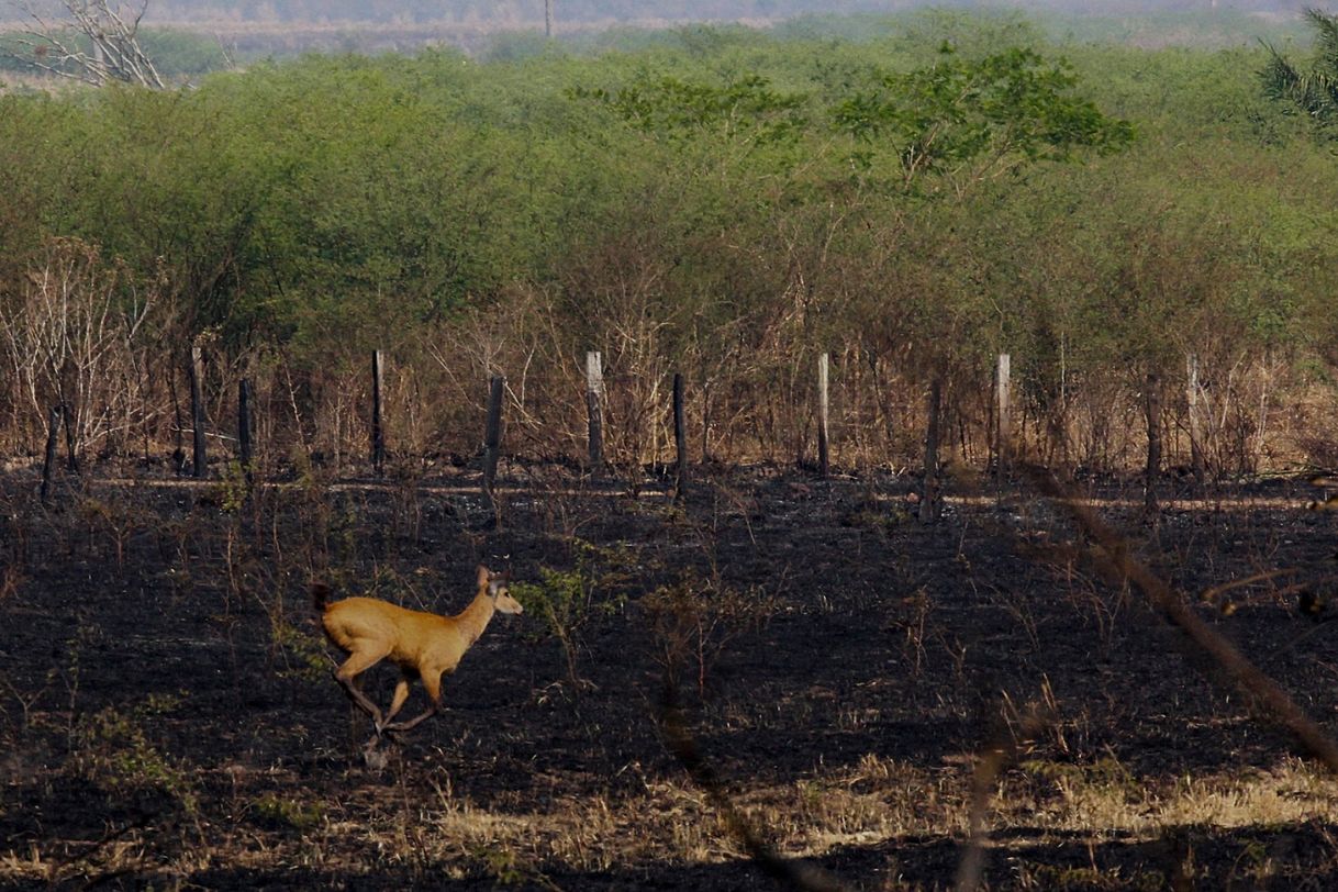 Moda Incendio no Pantanal em Mato Grosso.