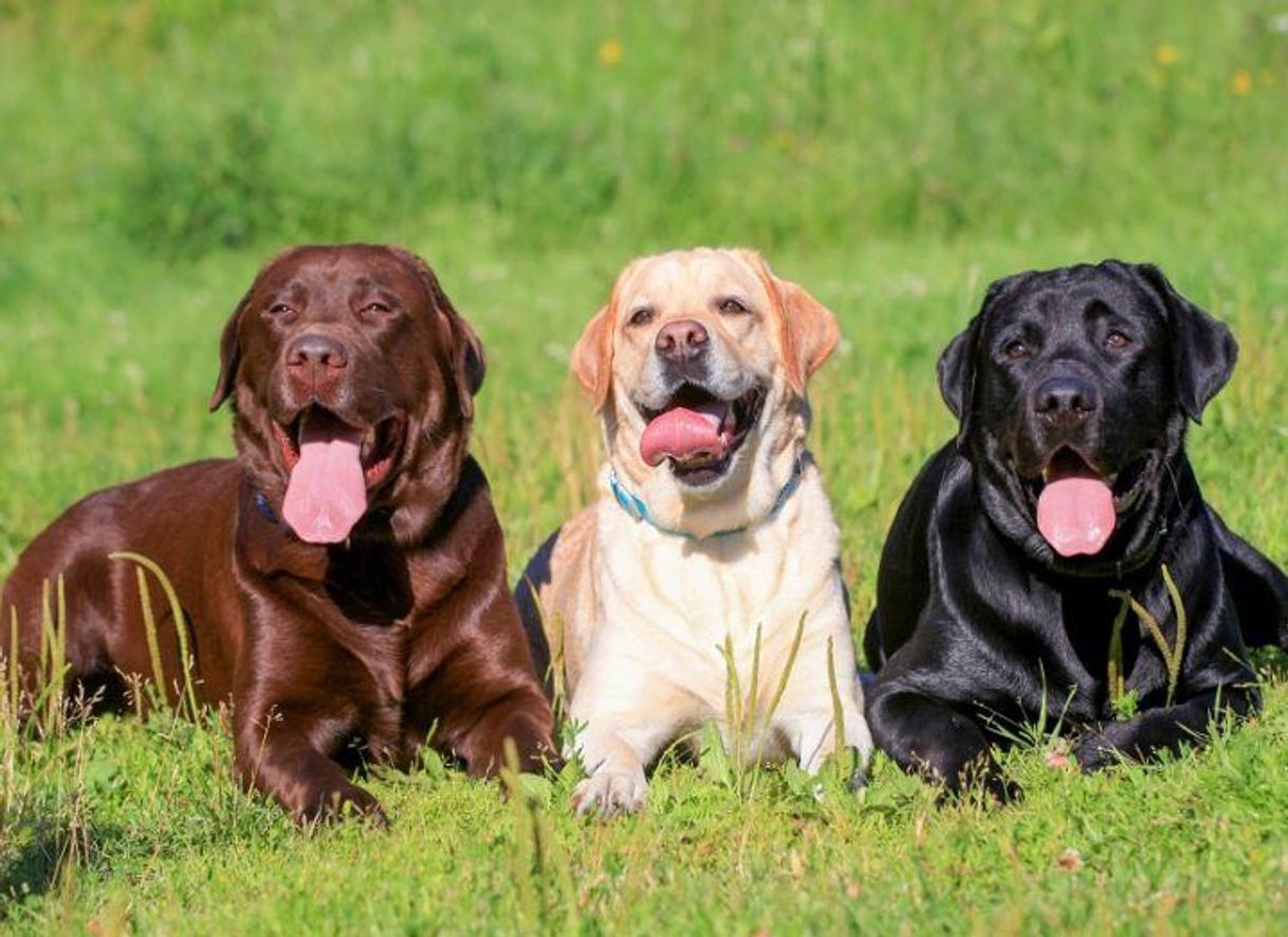 Fashion Labrador