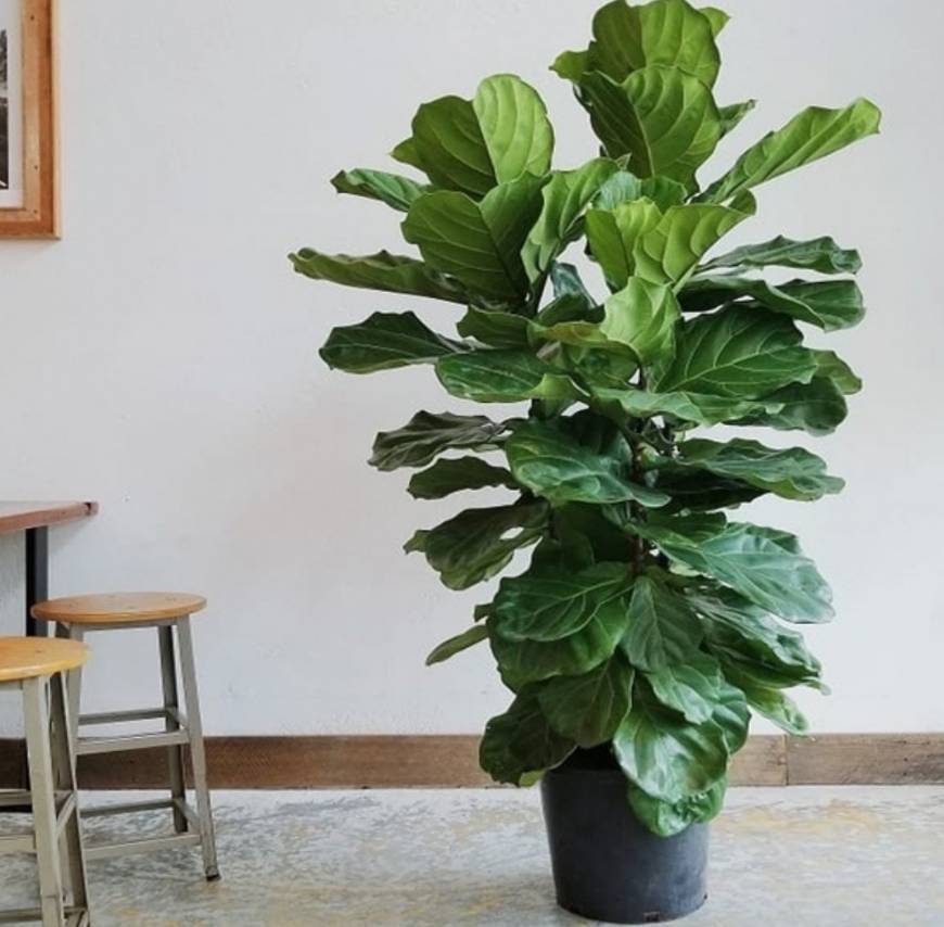 Products Ficus Pandurata