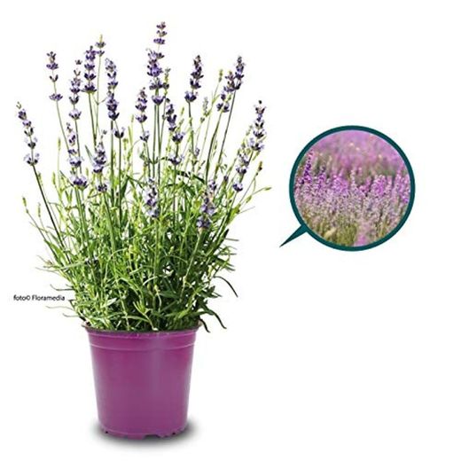 Lavanda