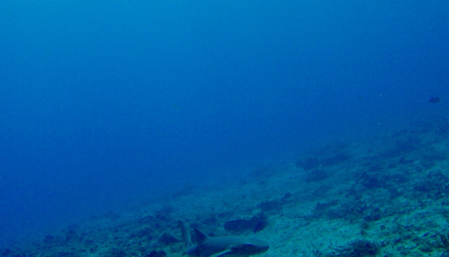 Moda Sand Dollar Scuba Diving