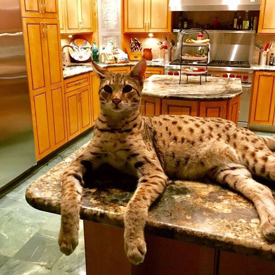 Fashion Savannah cat