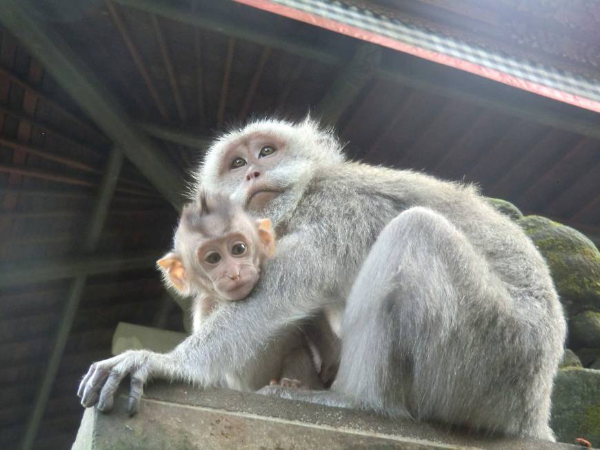 Lugar Monkey forest