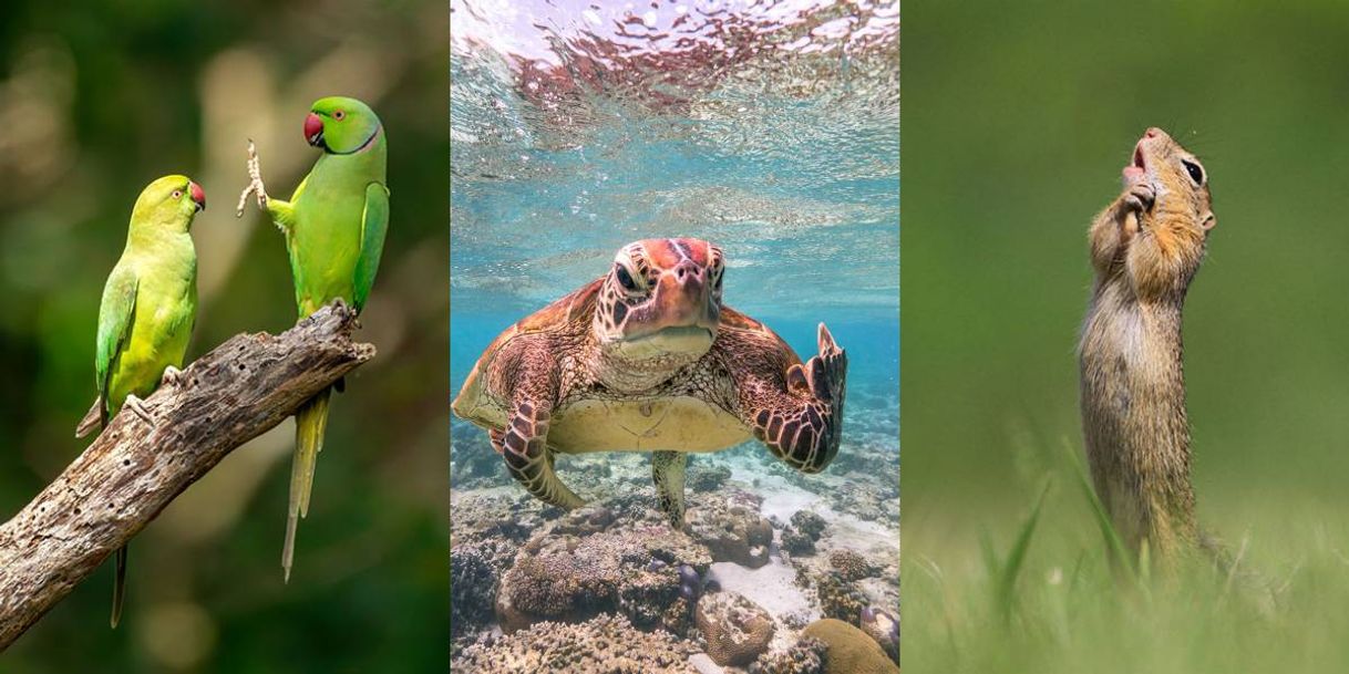 Moda As fotos mais engraçadas do ano🐒🦆🦉