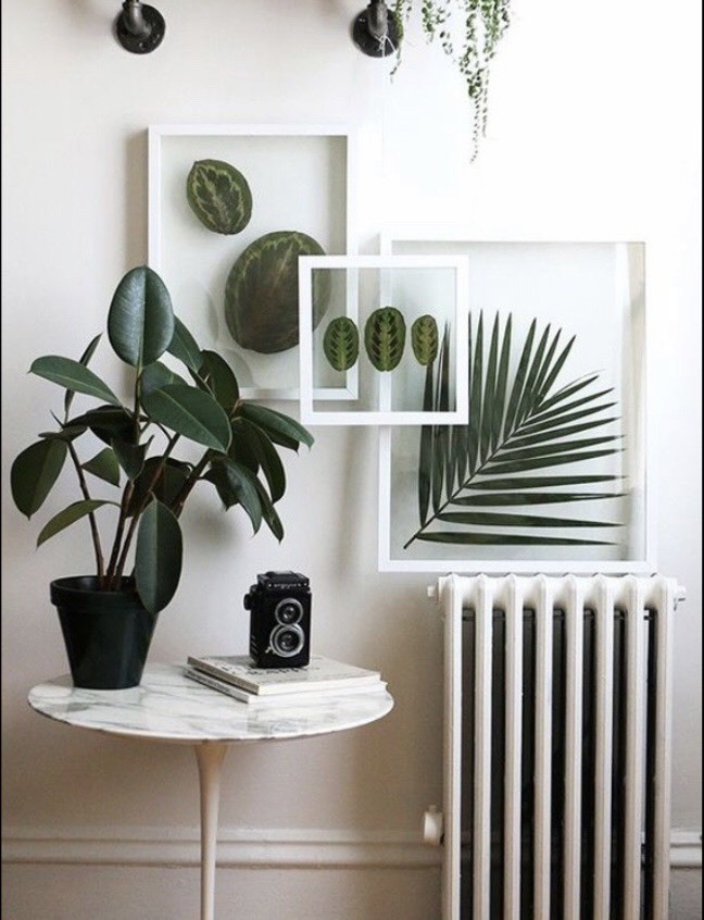 Social Decor plantas 
