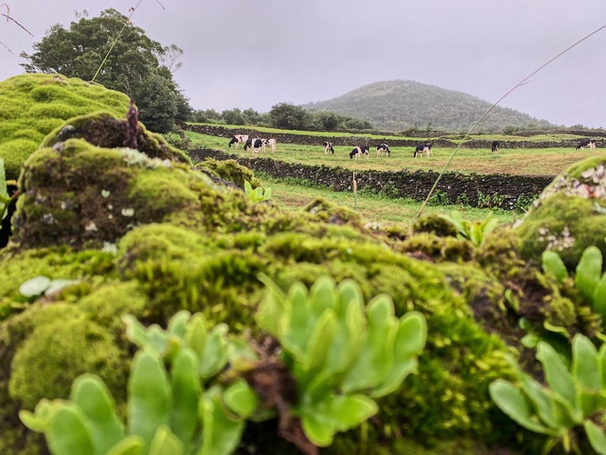 Place Pico da Pedra