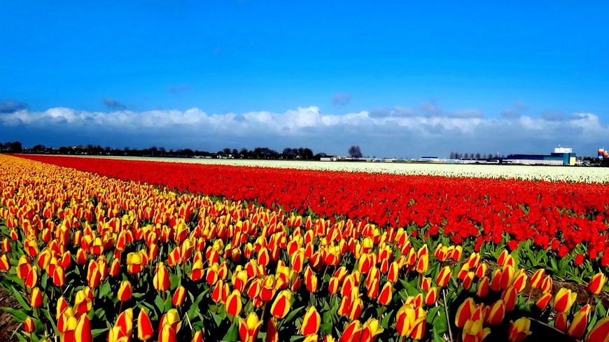 Place Keukenhof HOLLAND