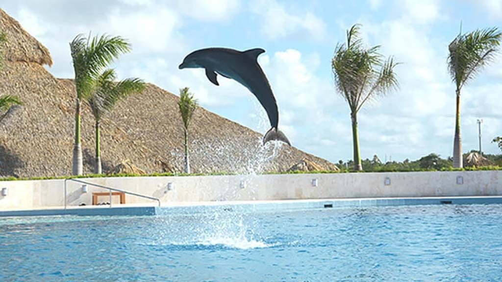 Lugar Dolphin Discovery Punta Cana