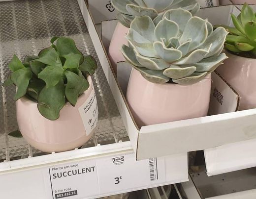 Product SUCCULENT