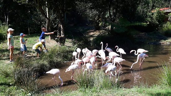 Place Zoo Lourosa - Ornithological Park Lourosa