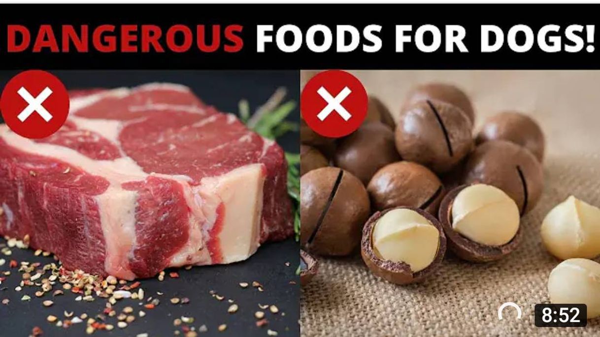 Fashion 20 Foods You Should Never Feed Your Dog! #Shorts - YouTube