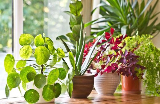 30 Easy Houseplants - Easy To Care For Indoor Plants