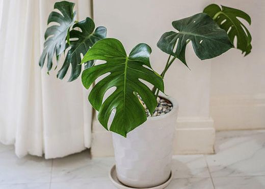 House Plants - Indoor Plants - The Home Depot