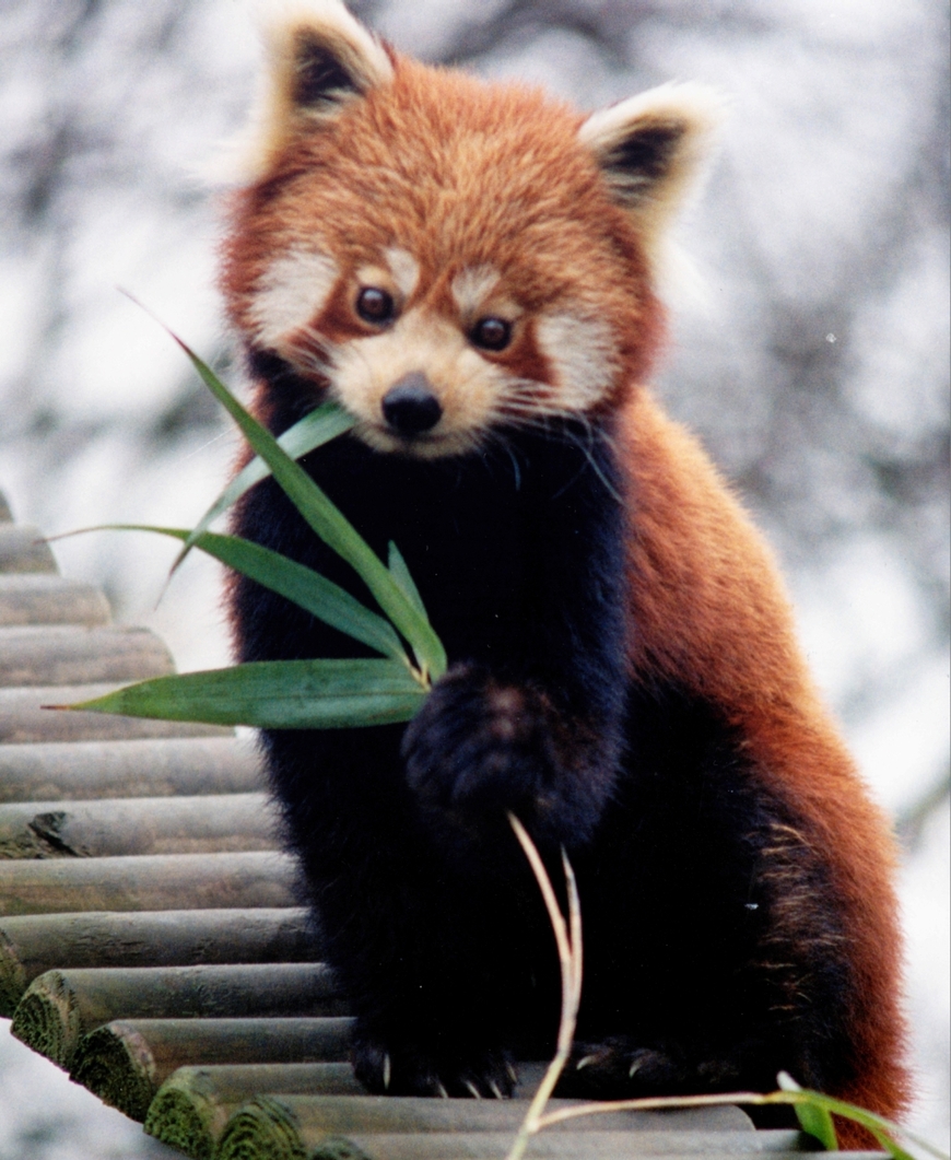 Fashion Red panda - Wikipedia