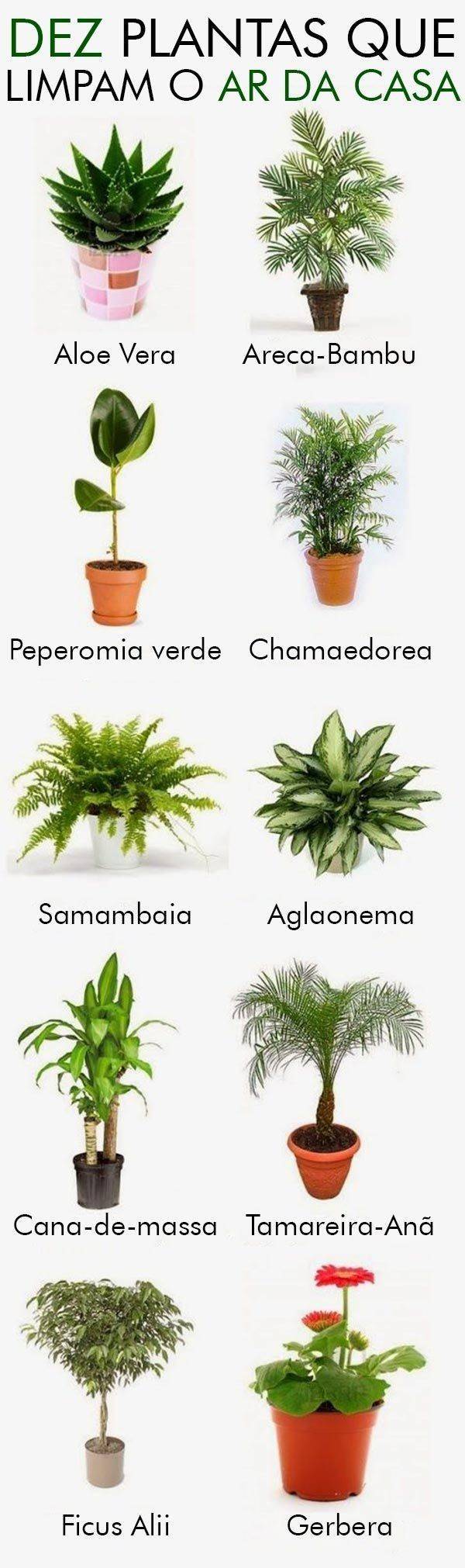 Social Plantas
