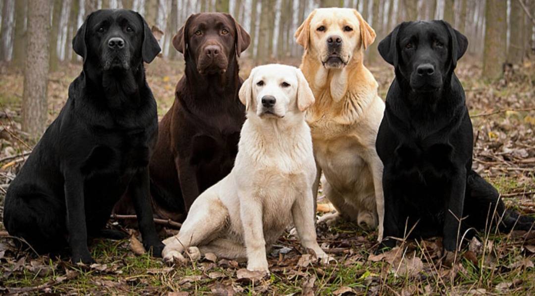 Fashion Labradores