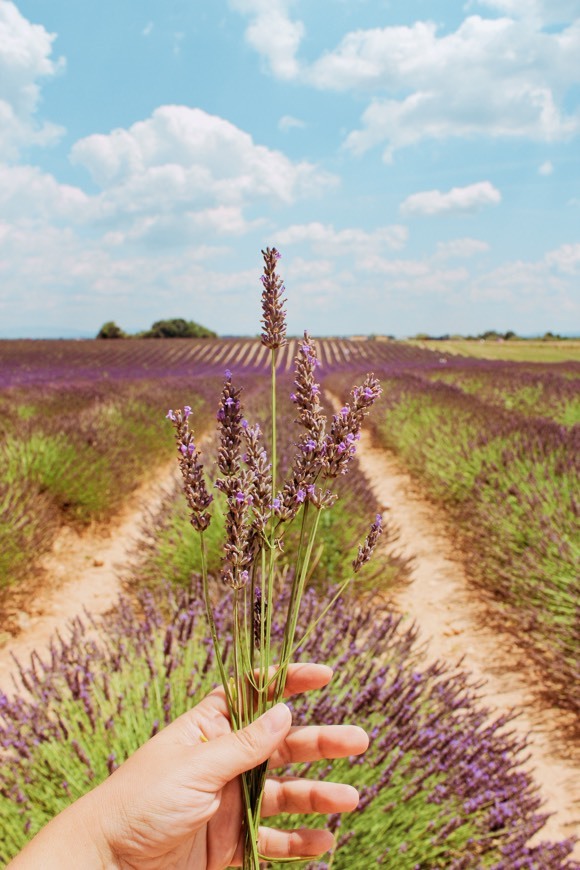 Lugar Valensole