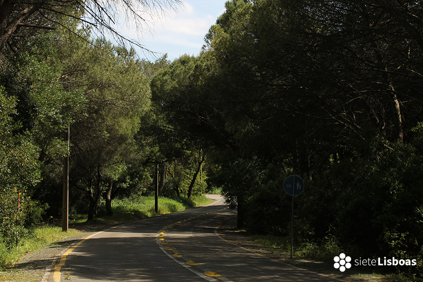 Lugar Parque Forestal de Monsanto