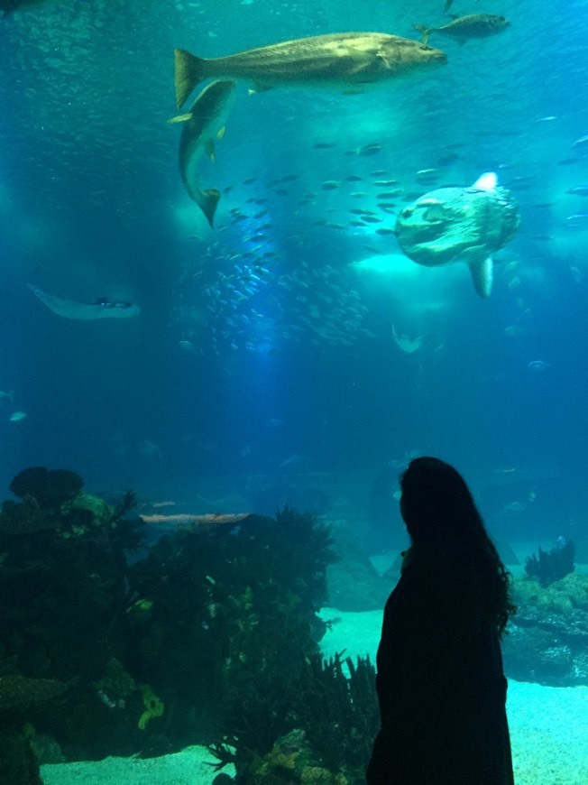 Place Oceanario de Lisboa