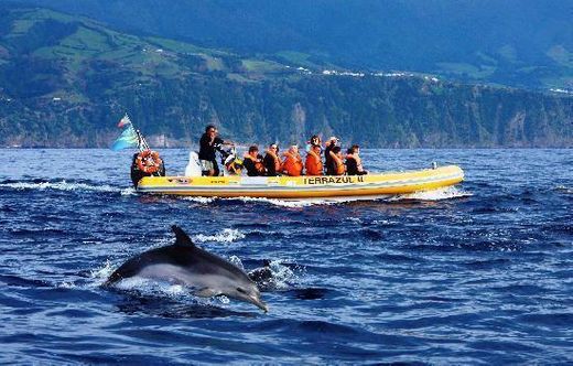 Azores Whale Watching TERRA AZUL™