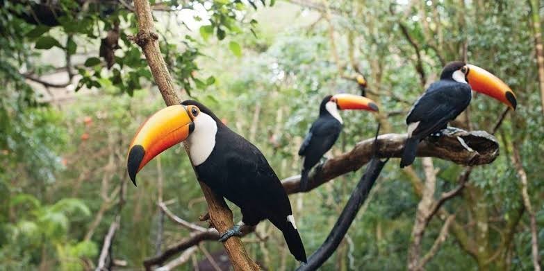 Place Parque das Aves