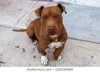 Moda Pitbull red nose