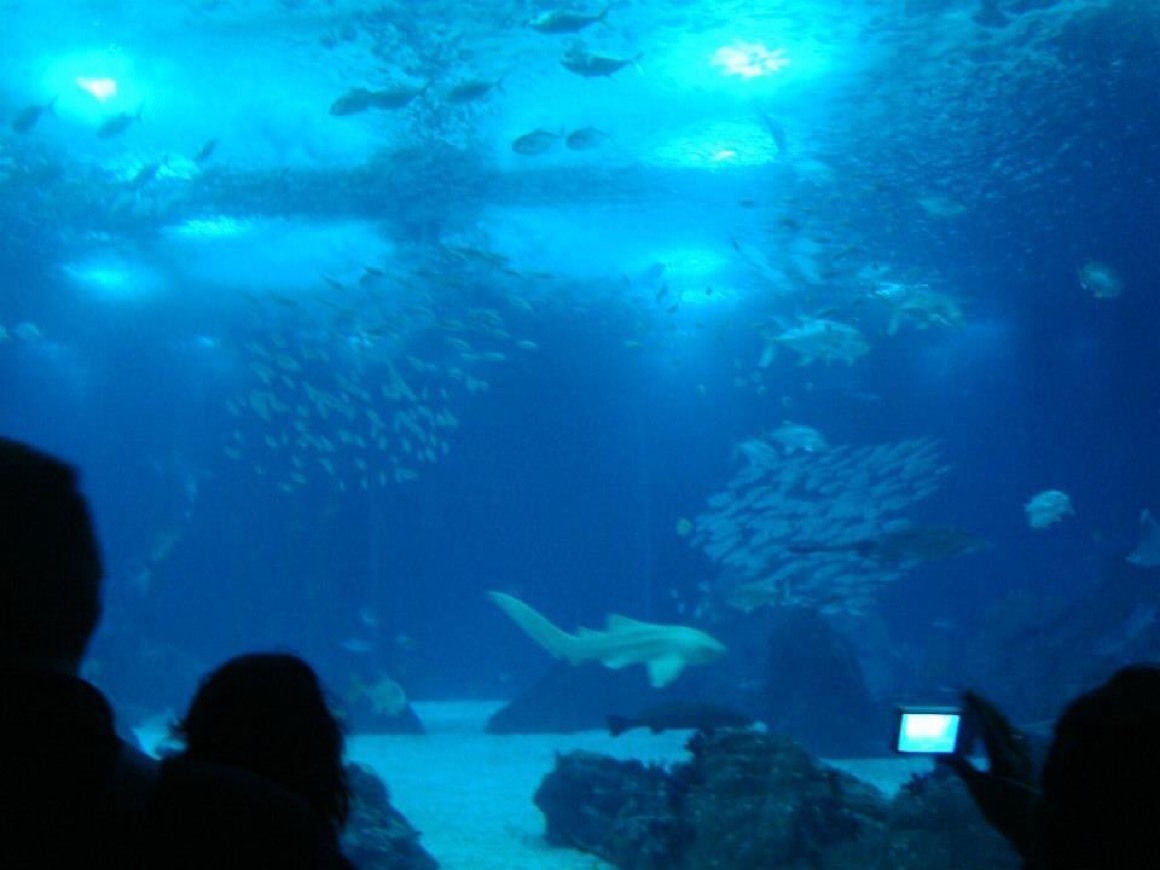 Place Oceanario de Lisboa