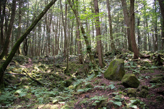 Lugar Aokigahara