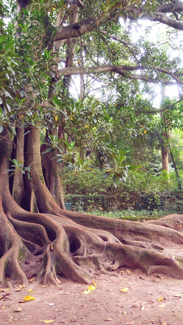 Lugar Jardins da Quinta das Lágrimas