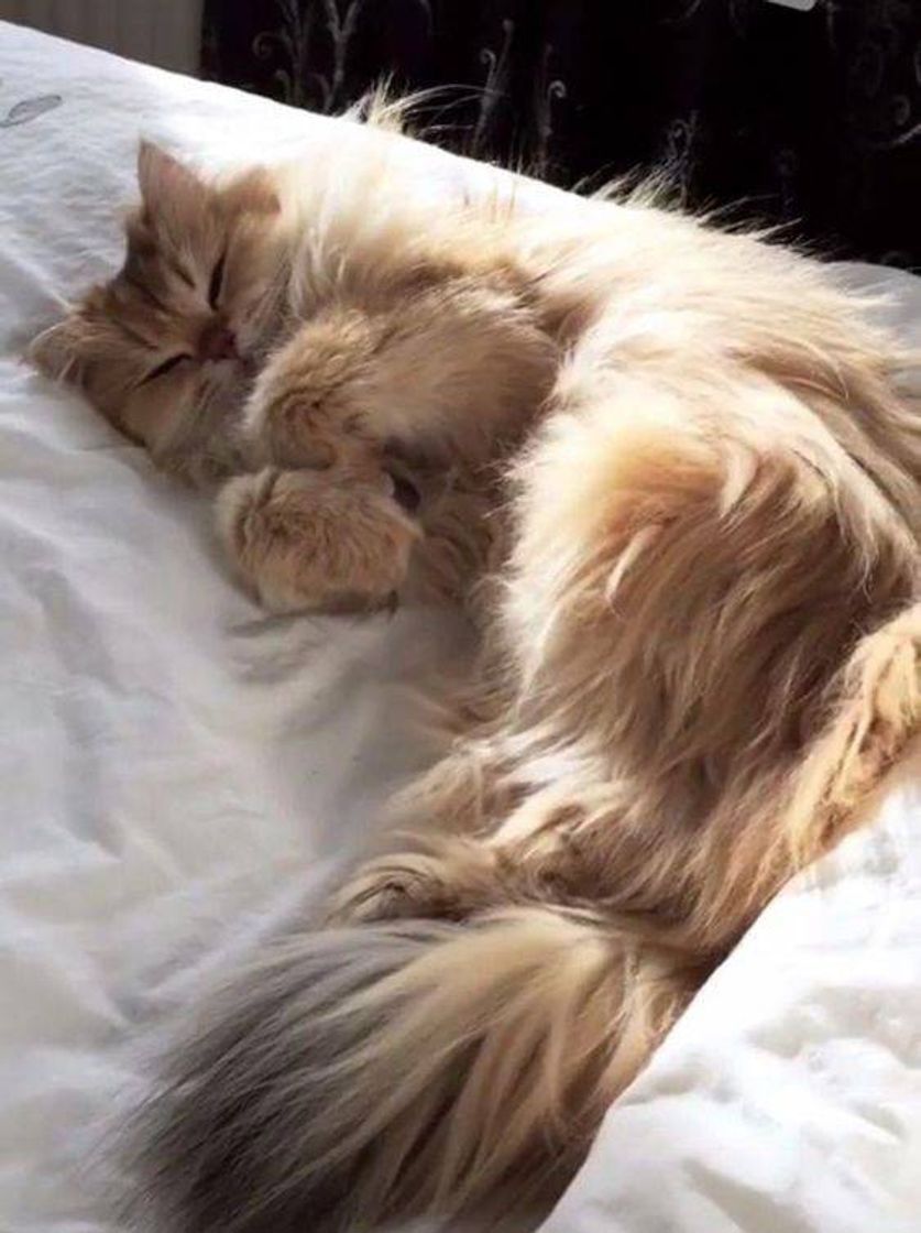 Social C E L E S T E