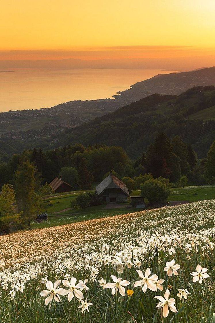 Social Switzerland 