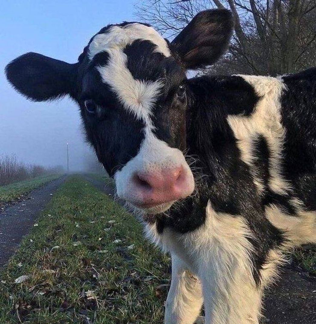 Social Muuuu 🐄