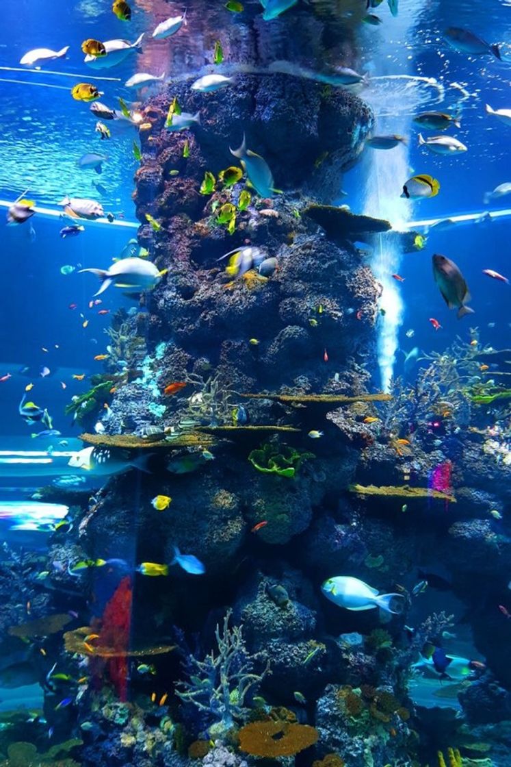 Place Shanghai Ocean Aquarium