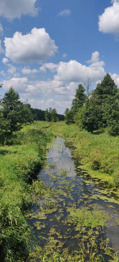 Place Białowieża