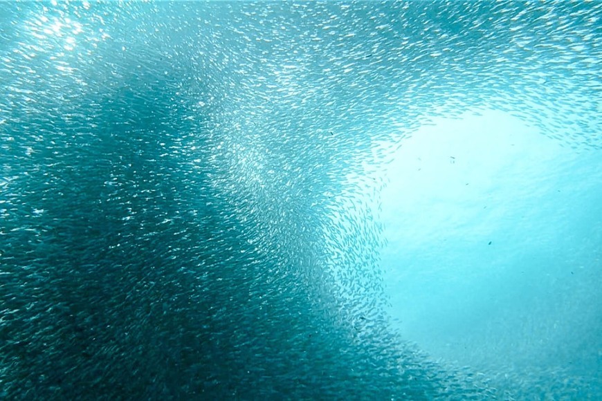 Lugar Sardine Run